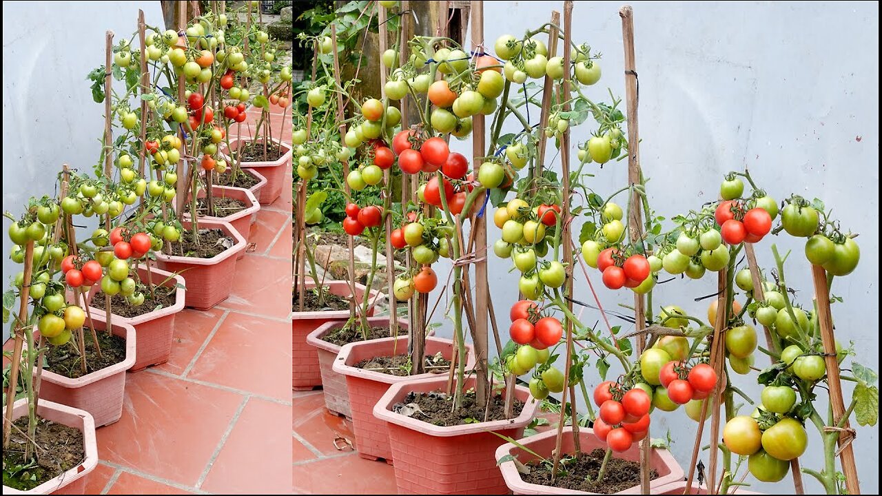 Tips for growing Tomatoes at home with many fruits and fast harvest