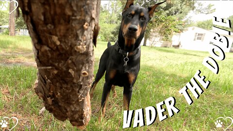 Doberman Afternoon Stroll: Sticks, Sunlight & Pond Time 🐾🌞 | Part 2/2