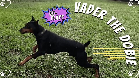 Vader’s Morning Magic: Sunrise, Sticks, and a Sneaky Tennis Ball!