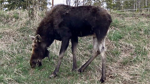 Moose Grazing on a Hillside
