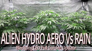 Alien Hydro Aero System Vs Rain System, Blackdog LED Full Garden Update.