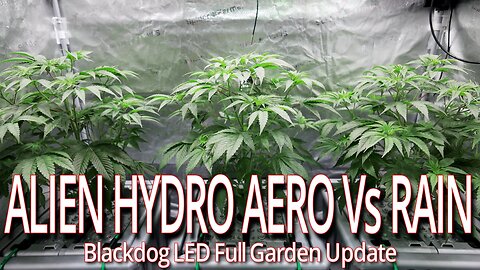 Alien Hydro Aero System Vs Rain System, Blackdog LED Full Garden Update.