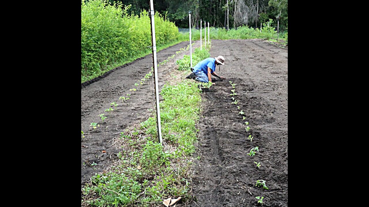 Watermelon Seedlings Being Planted July Florida