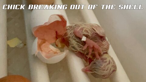Leghorn chicken hatching