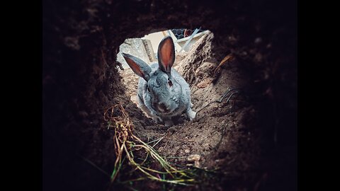 Ready to dive down the rabbit hole? Here are some of our favorites