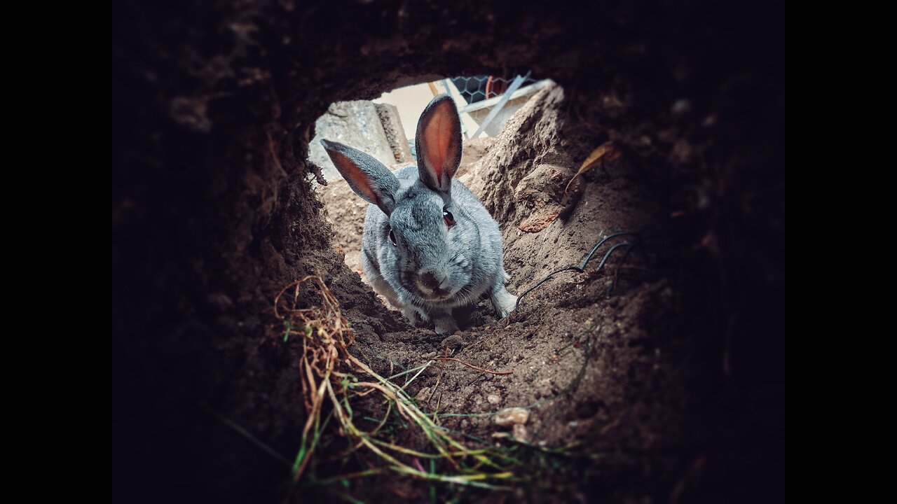 Ready to dive down the rabbit hole? Here are some of our favorites