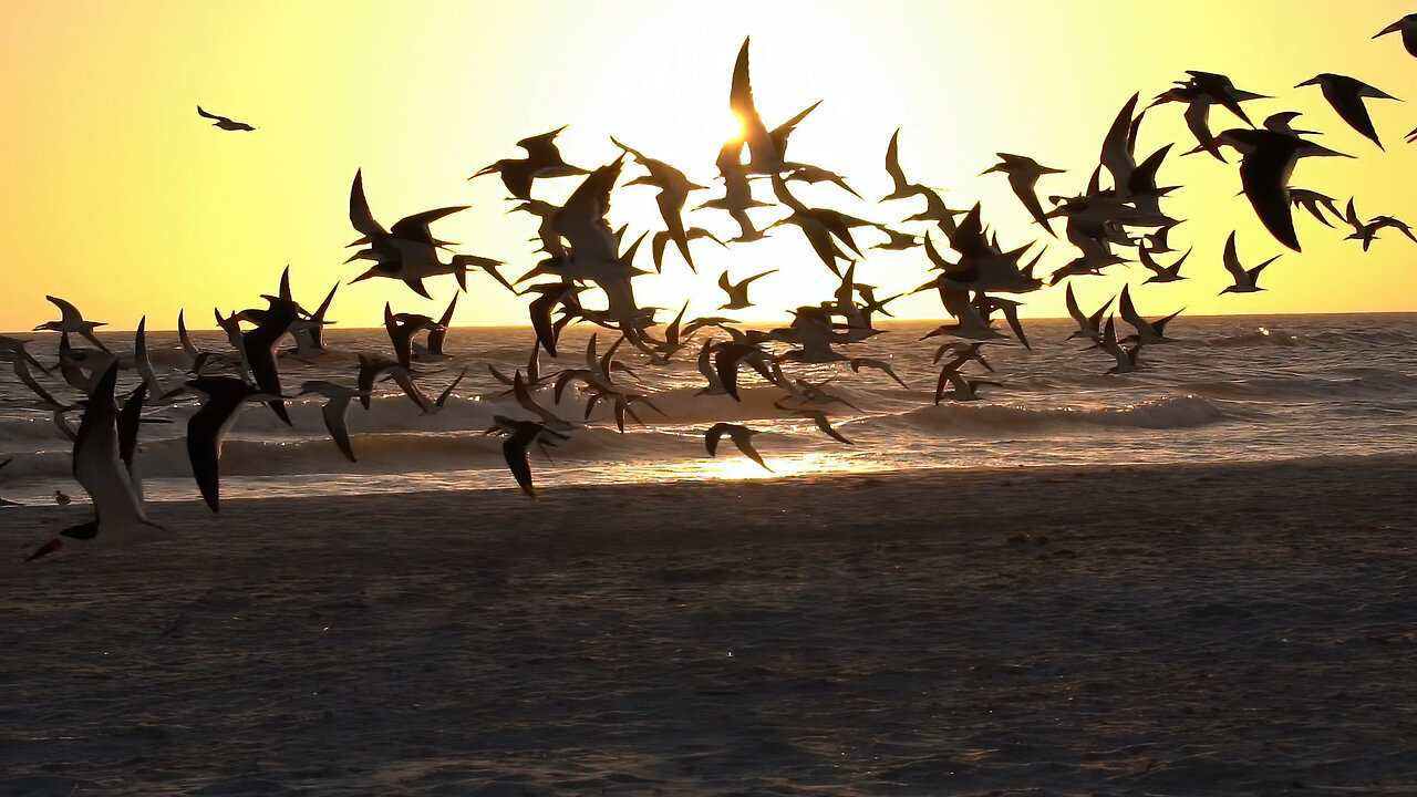 Black Skimmers Take Flight: Sunset Feeding Frenzy in the Gulf