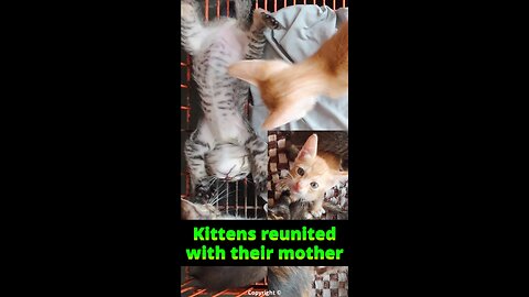 Kittens reunited with their mother and siblings after dumping #irish #kittenrescue