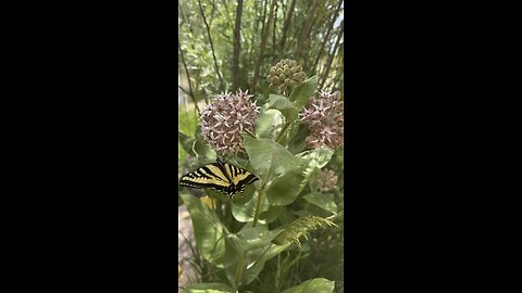 Monarch butterfly while strolling
