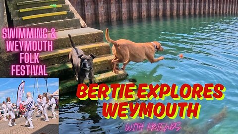 Swimming Dogs and Weymouth Folk Festival