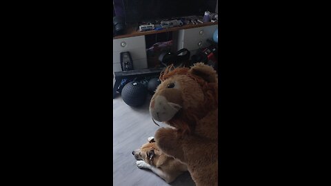 Dog V Lion
