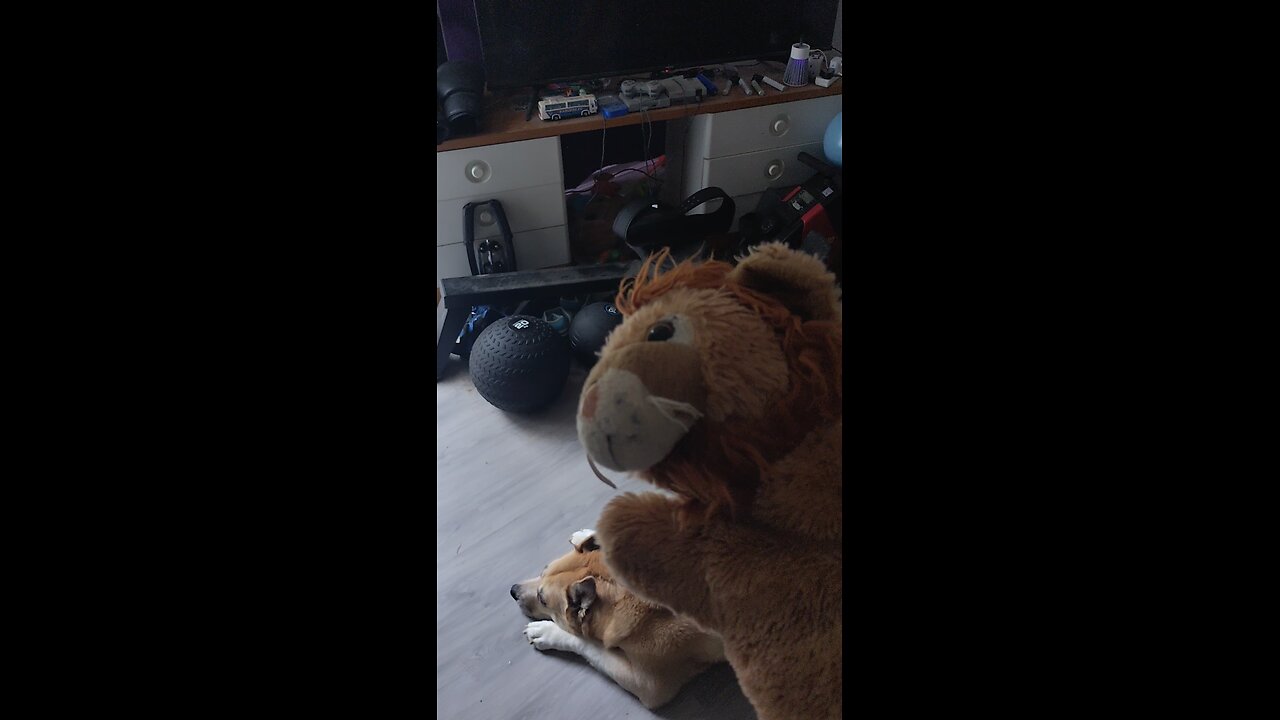 Dog V Lion