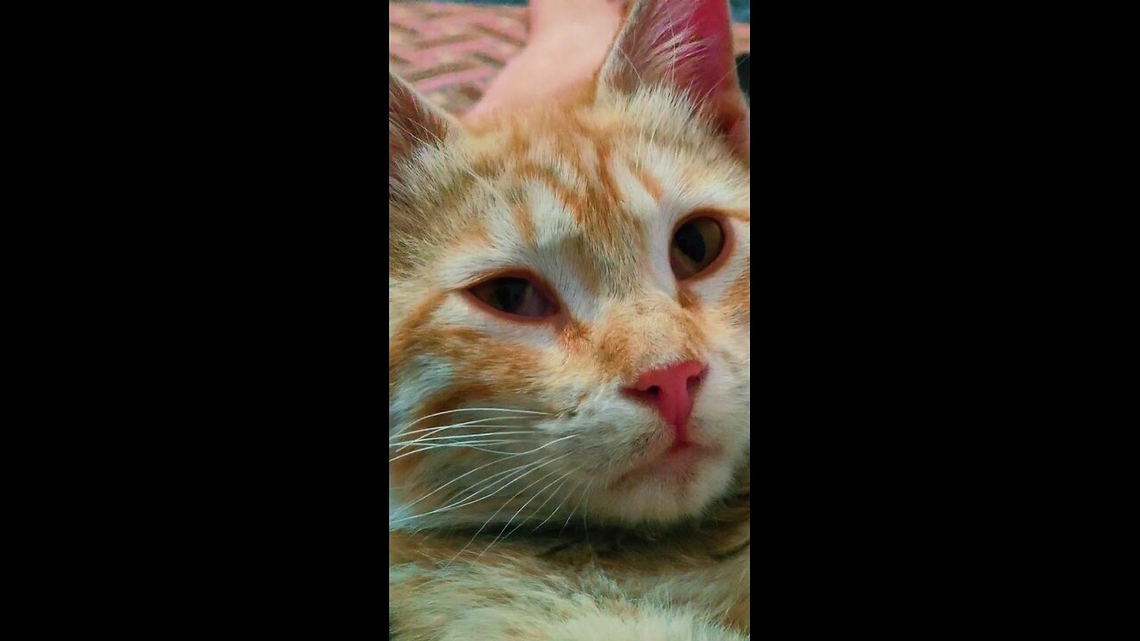 My little tiger #cat.❤️😻