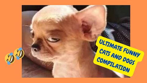 Ultimate funny Cats and dogs compilation 2025