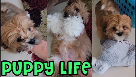 Puppy Life - Attacking Mommy, Tickle Spot + More