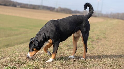 How Strong Is a Dog's Sense of Smell Anyway ? Shocking !