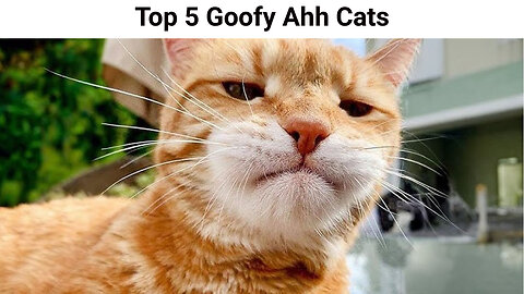 Top 5 Goofy Ahh Cats