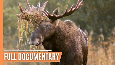 Nature's Haven - Moose Life in Matsalu National Park | Full Documentary