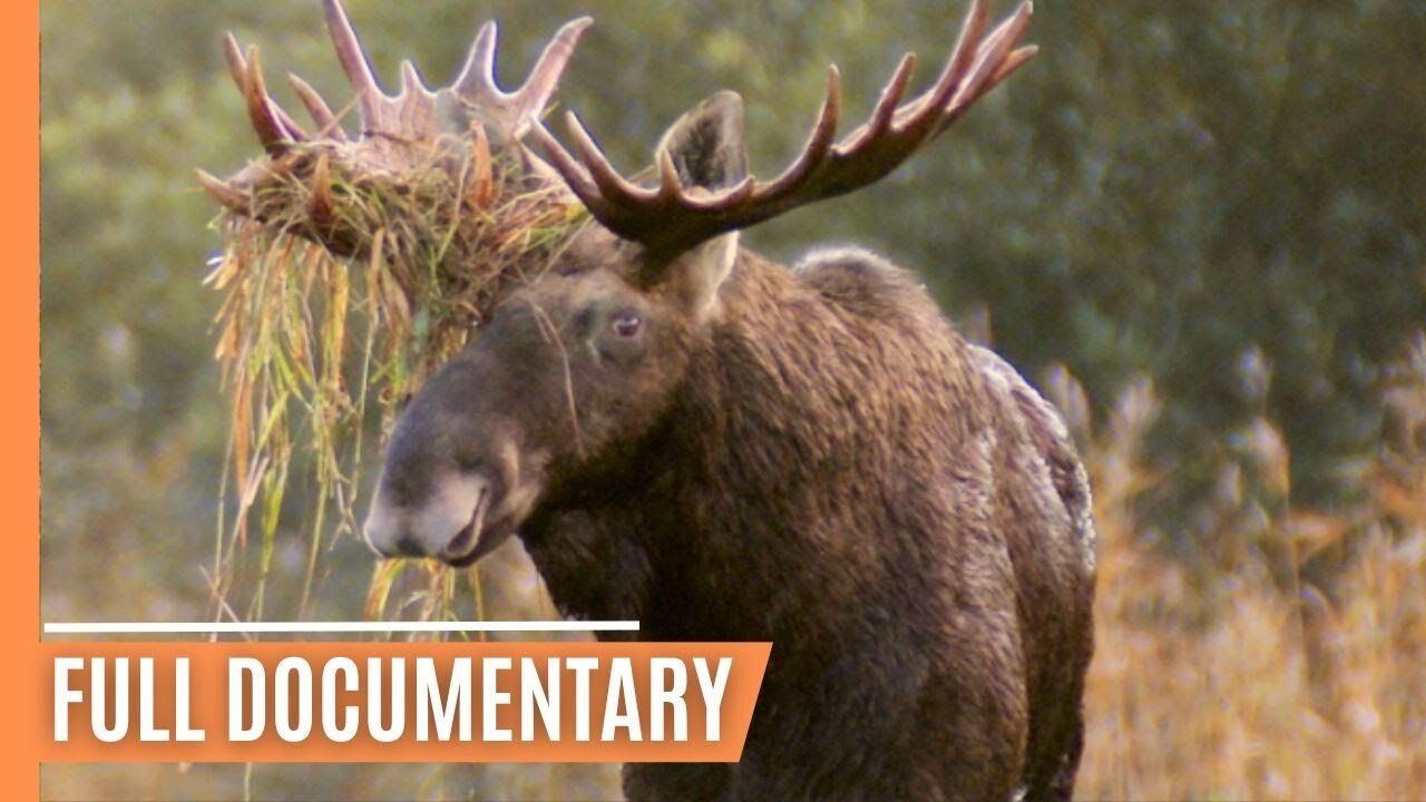 Nature's Haven - Moose Life in Matsalu National Park | Full Documentary