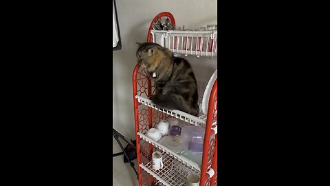 Toby kothay utheche dekho #toby #thecat #cat #catoftheday