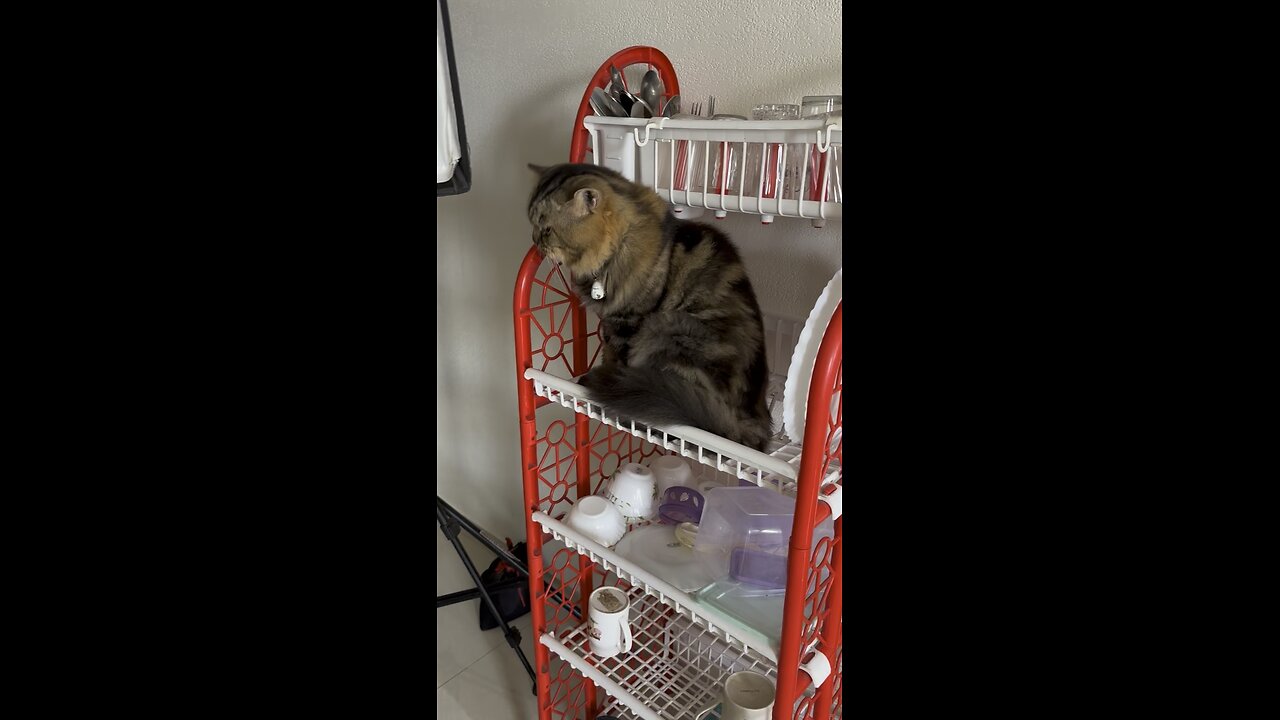 Toby kothay utheche dekho #toby #thecat #cat #catoftheday