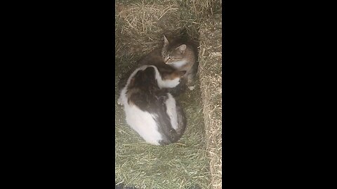 New kittens
