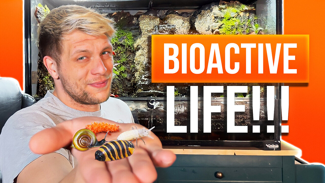 Bioactive Enclosures- Bioactive Life!
