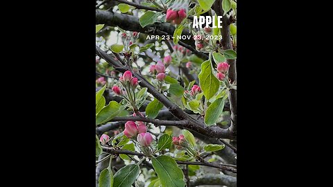 My apple tree