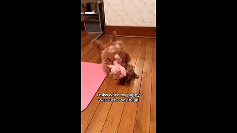 Goldendoodle Puppy Throwback 🐾 | Maple Mae as the Cutest Tiny Bean