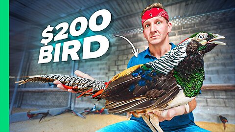 $1 Bird VS $200 Bird!! Vietnam's RARE Street Food!!