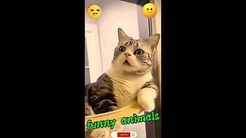 Funny animals