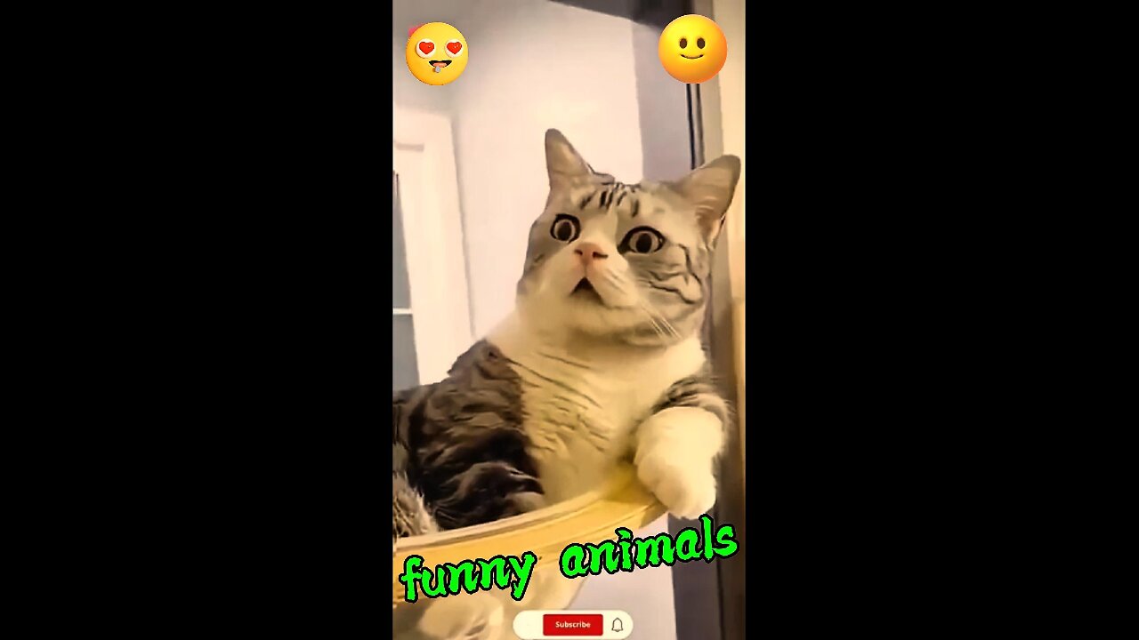 Funny animals