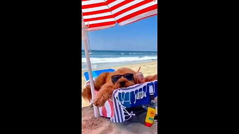 Funny animals video