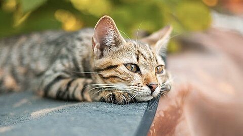 😸Lonely 😺