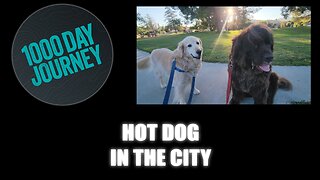 1000 Day Journey 0762 Hot Dog in the City