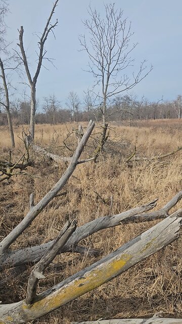 Scanning the Low Wetlands