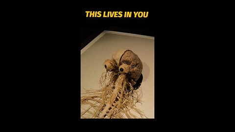 central nervous system