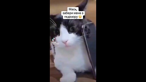 Cat's