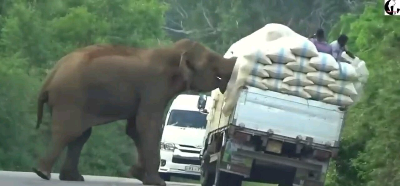 Elephant attacks truck on forest road.