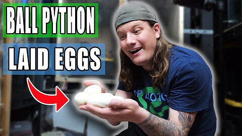 Ball Python Eggs ARE HERE!
