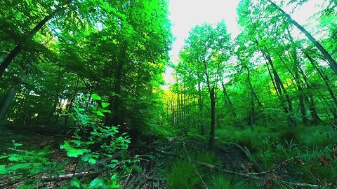Sounds of the Beech Forest at Dawn | A Journey to the Heart of the Ancient Forest