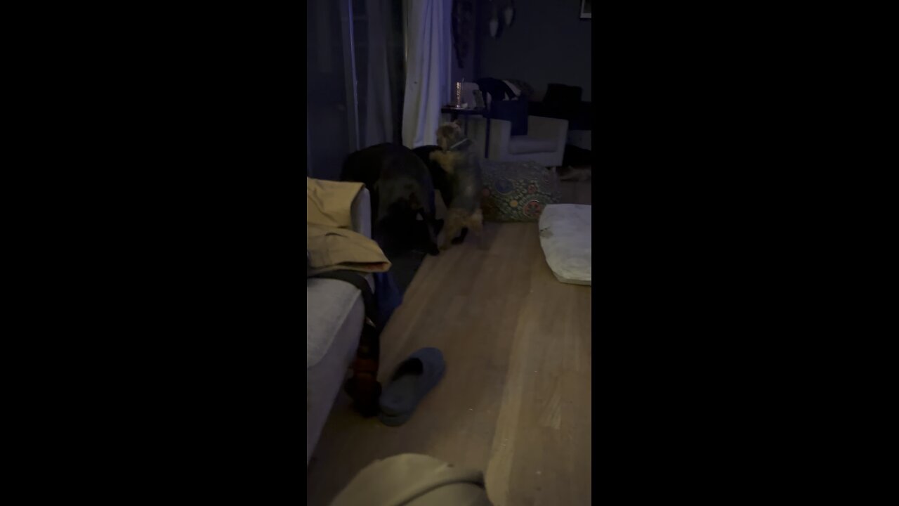 Creepy Yorkie at it again