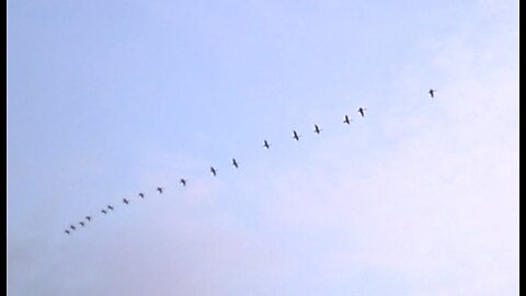 Canadian geese returns - spring time St-Laurent river