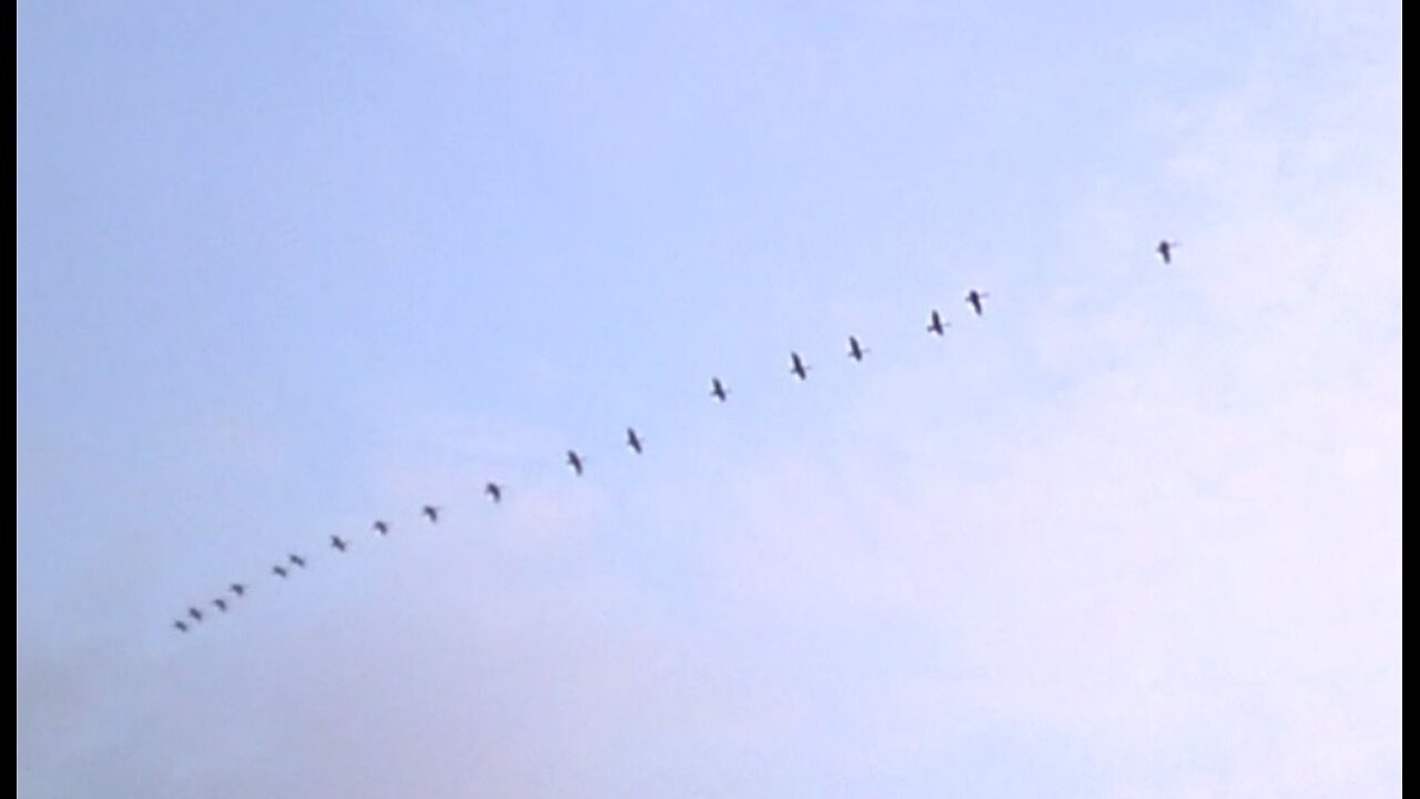 Canadian geese returns - spring time St-Laurent river