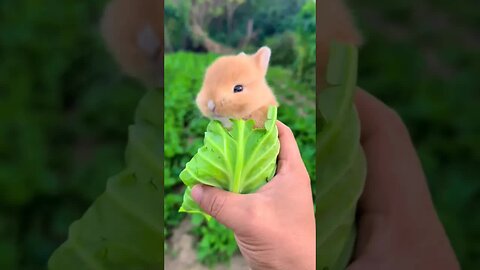 There is a rabbit worm growing in the leaves. Cute pet debut plan. Rabbit. Rural cute pet.