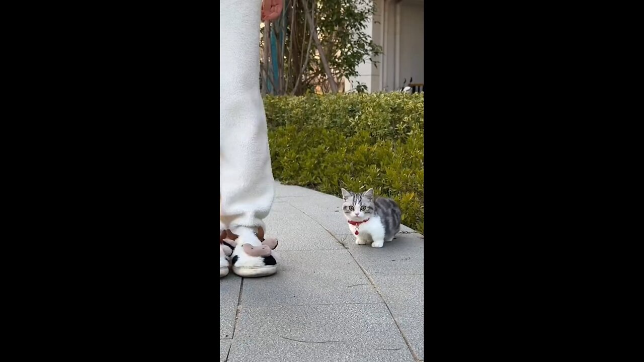 Your cat loves you more than you do.. #kitty #kitten #love