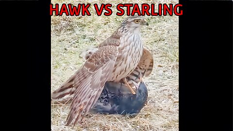 Hawk vs Starling