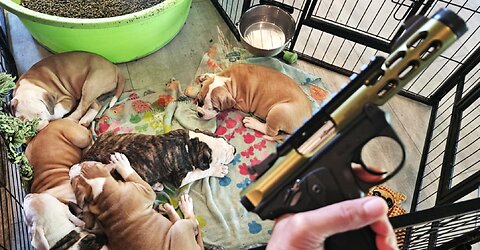 Gunshots, Skateboard, Hairdryer With Puppies!