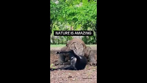 Komodo Dragon eating a Goat - Nature is Amazing