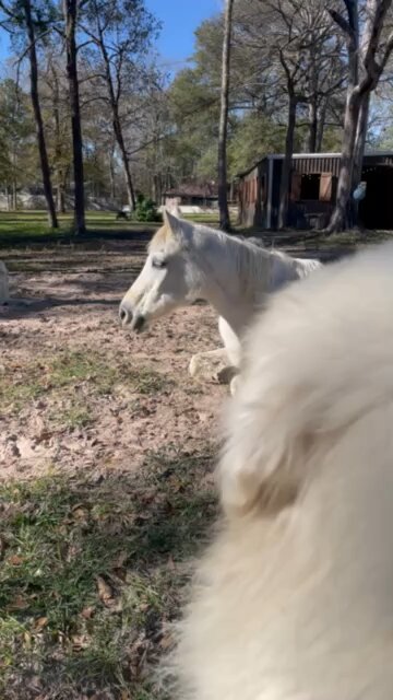 Taking a nap with our horse and Pyrenees.